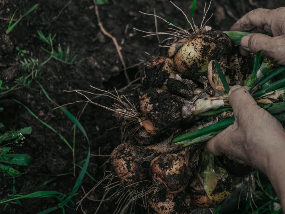 Hands lifting freshly dug onions out of dark soil